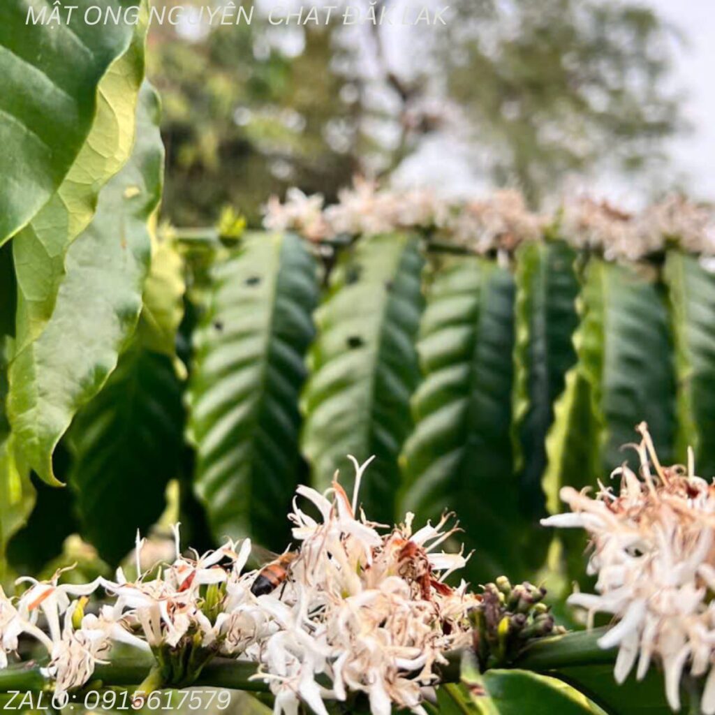 Mật ong nguyên chất tại Biên Hòa - Long Khánh tỉnh Đồng Nai